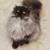 Black on Lilac shaded Persian