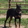 Doberman 