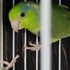 Parrotlets 