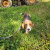 AKC Female Beagle!
