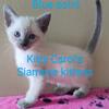 Siamese Kittens CFA Registered