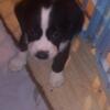  Beagle lab mix puppies