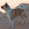 Male Akita