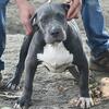 XL American Bully 