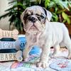 AKC English Bulldog Puppy