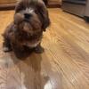 13 week old male Shipoo