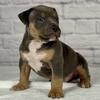 XL American Bully Male