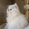 Himalayan Persians