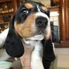 Bassett Puppies 