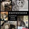 Maine coon cats and kittens