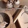 Society finches finding a new home