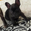 French Bulldog puppies 