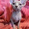 Sphynx kitten