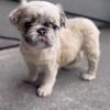 French bulldogs full fluffy