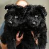 SOLD Gorgeous AKC Black Long Coat German Shepherd Puppies