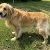 AKC Registered Golden Retriever for Stud