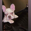 Merle Female Frenchie 