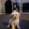 3 month old Shihpoo puppy for sale need gone quick