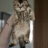 Scottish Fold Golden Shaded Kitten – IRIS (Male, 3 Months)
