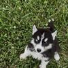 Beautiful AKC registered Siberian husky puppies