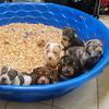 XL American Bully Puppies 