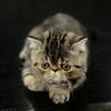 EXOTIC SHORTHAIR KITTEN! ( Chocolate carrier) 
