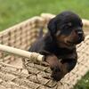  Rottweiler Pups!!!!!
