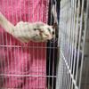  Silver mosaic sugarglider (sale pending)