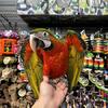 Harlequin Macaw Hybrid hand fed baby 