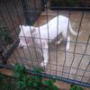 Free!!!!! Argentino Dogo 