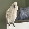 3 year old cockatoo