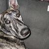 Dutch Shepherd Gold Brindle dog 