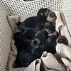 Rottweiler Puppies