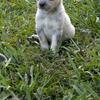 Australian Cattle dog puppies
