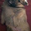 Pomeranian pupps