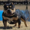 ABKC REGISTERED-BLK TRI POCKET BULLY 