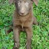 AKC German Shepherd Female Puppy **LIVER**