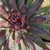 Bromelias plants and other