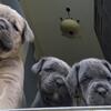 Adorable Cane Corso puppies available June 25th taking deposits
