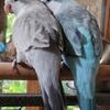 Male & Female Quaker Parrots $1,000/pair