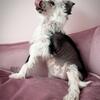 Purebred registered Chinese Crested Health tested