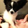 Papillon Female Availble NOW for FREE DELIVERY GREAT for Therapy pet