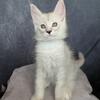 Purebred Maine Coon Kittens