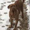 Dogue de Bordeaux 2 female 2 males Puppies French Mastiff  Pennsylvania NJ NY 