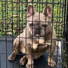 Merle Female Fluffy carrier Frenchie