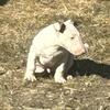 Akc English bull terrier puppy male 