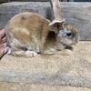 Rex rabbits(the large size)