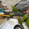 Hand raised and tame baby Ringneck Parrot