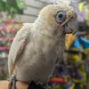 Baby Bare Eyed Goffin Hybrid Cockatoo