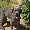 Female Grey brindle Cane Corso